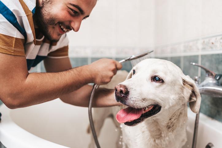 Dog Bath Hacks: How to Keep Dog Hair from Going Down the Drain
